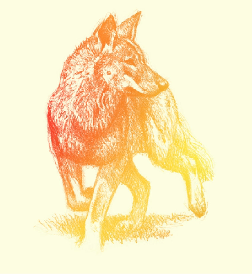 Oreilly wolf illustration