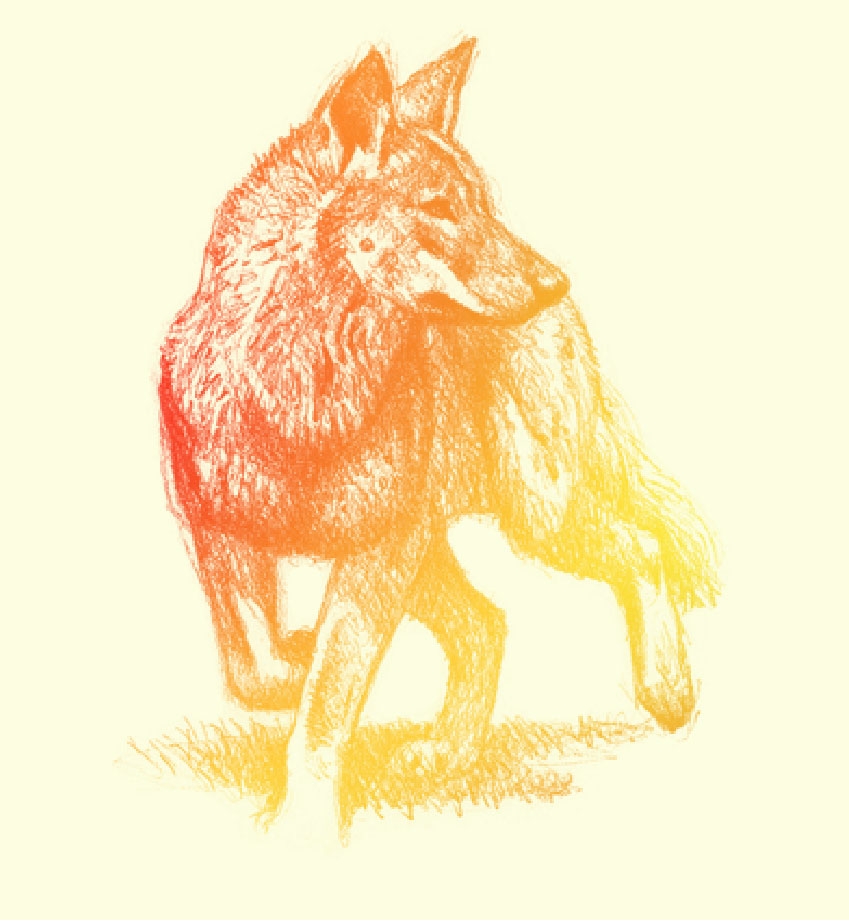Oreilly wolf illustration