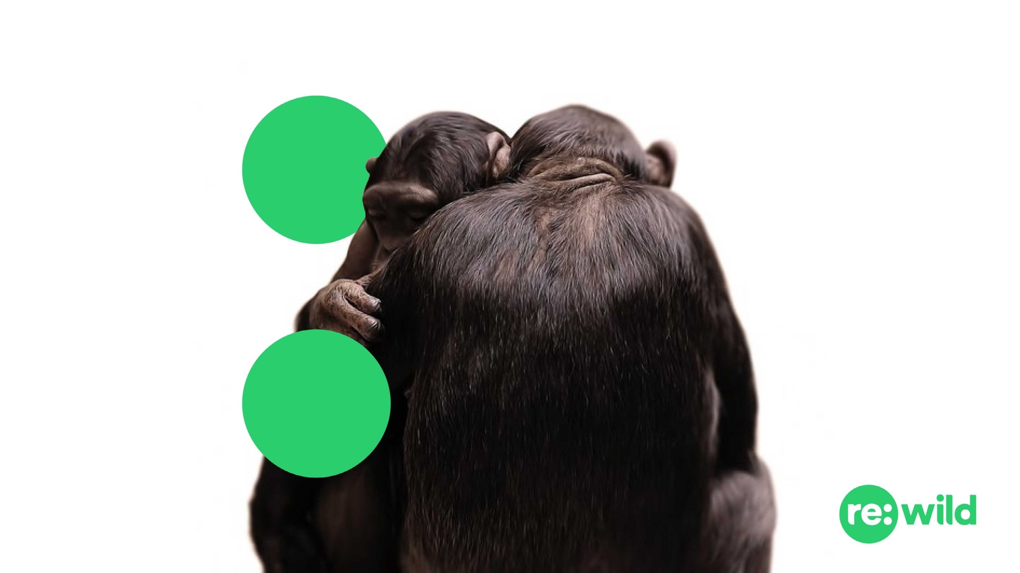 Re:wild logo with two chimpanzees embracing