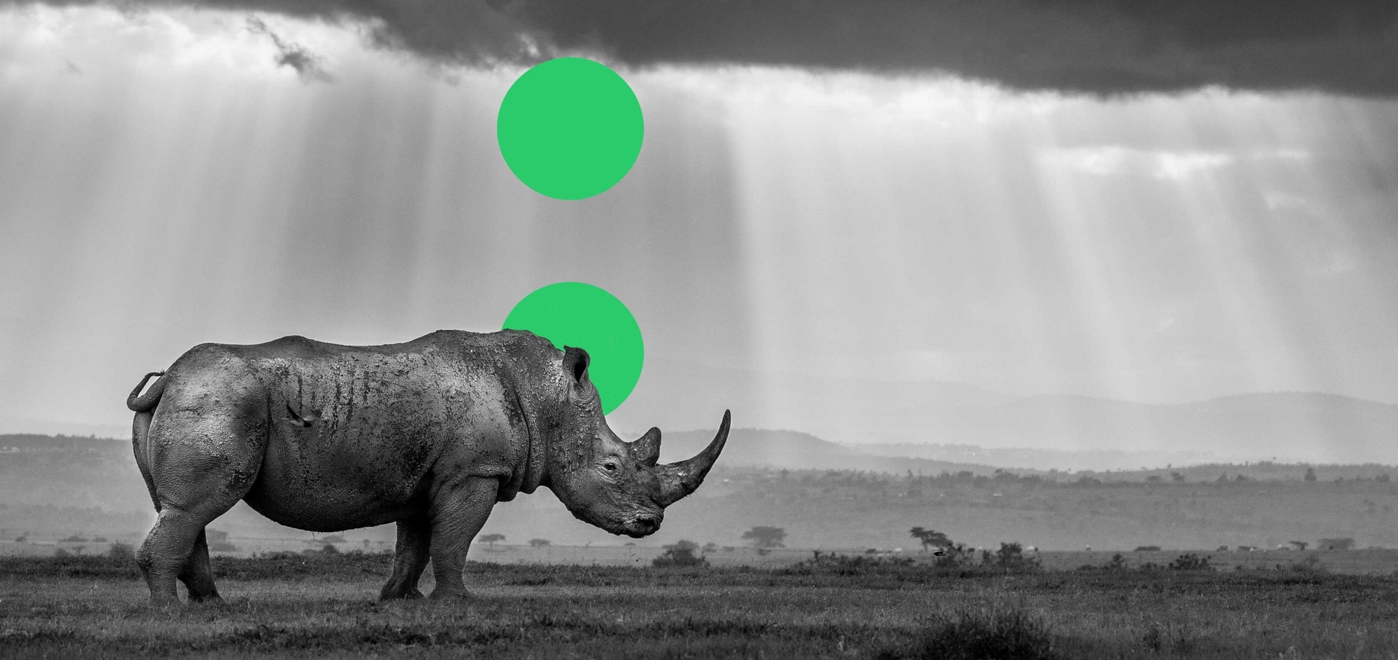 ReWild abstract hero image, rhino under rain clouds with green logo superimposed