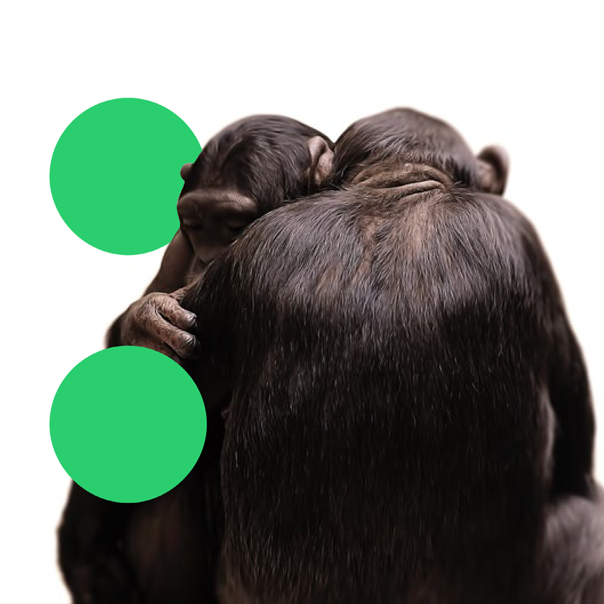 Two chimpanzees embracing with green ReWild logo dots atop